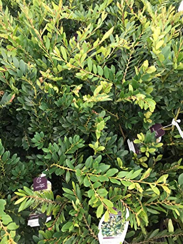 Coppertone Distylium Evergreen Shrub Plant, 3 Gallon, 12-18 Inch, Blue-Green Foliage with Coppery-Red New Growth
