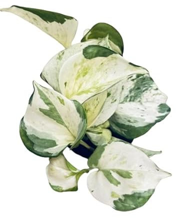 Poto Variegata Planta de Interior Natural y de Cuidado Fácil