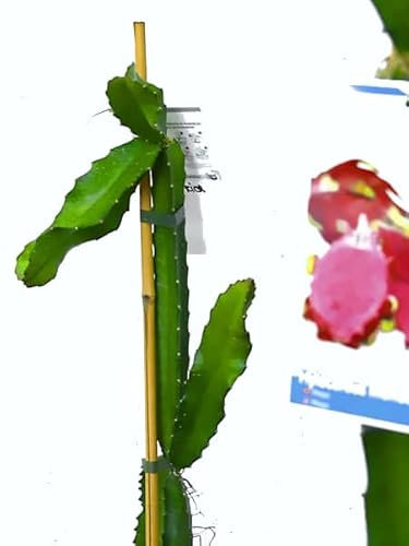 Fruta del Dragón PREMIUM Planta de Exterior Pitahaya Natural