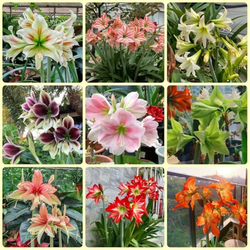 Bulbo di Amaryllis, Hippeastrum rutilum, resistenti Bulbo di Amaryllis per giardino, di perenni da balcone 6pcs