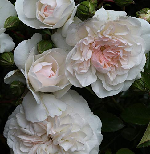 Bodendeckerrose Swany® 20-30cm