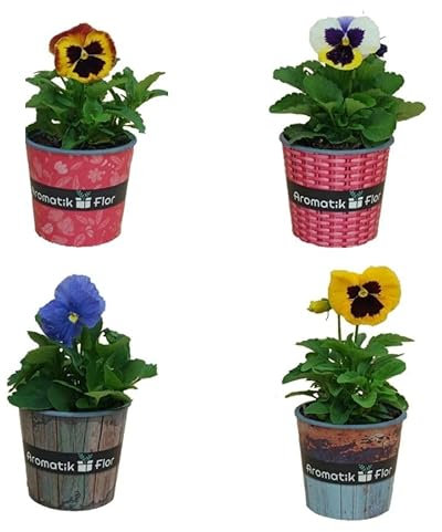 Pack de CUATRO Pensamiento Plantas Naturales de Invierno y Otoño