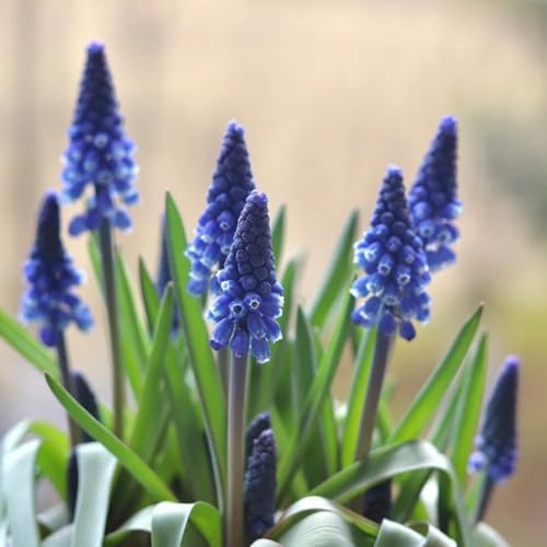 5bulbi di giacinti resistenti - rustiche per da giardino da balcone decorazione, appartamento, balcone to perenne