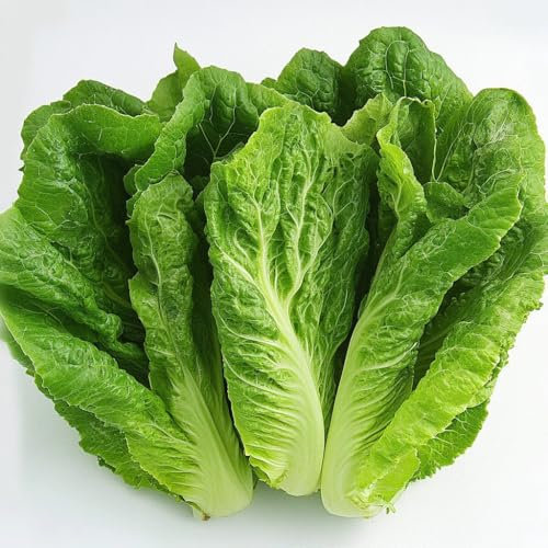 250 Romaine Lettuce Seeds - SemiSauvage Permaculture
