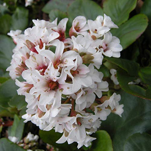 6 x Bergenia 'Silberlicht' - Perenni Vaso 9cm x 9cm