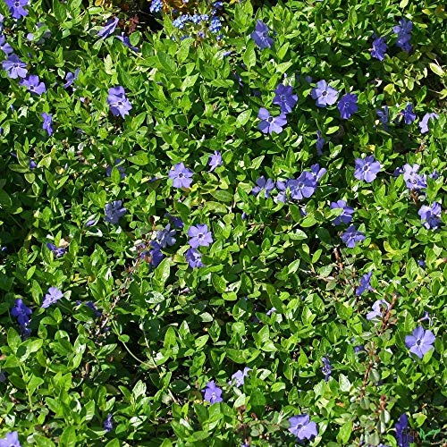 Vinca minor – Immergrüner Bodendecker, Winterhart | 50 Stück mit 5-7 Trieben pro Topf | Violettblaue Blüten