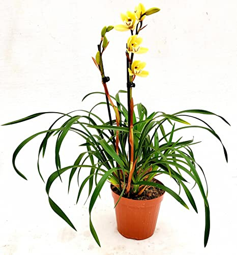 POWERS TO FLOWERS - CYMBIDIUM WILD, CYMBIDIUM PER AMATORI, pianta vera