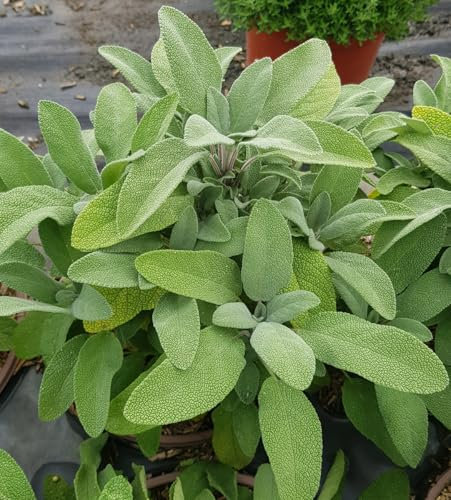 Salvia officinalis 'Grower's Friend' / Sauge commune/Conteneur de 2 à 2.9 litres/Vivace/Aromatique