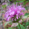 Bergamotto/Bee Balm/MONARDA FISTULOSA 250 semi di erbe CombSH B36