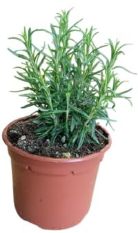 Planta de Romero Natural Perfecto para Jardinería y de Uso Culinario