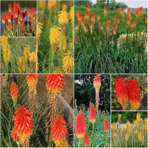 Lirio de antorcha, perenne resistente - semillas resistentes para el jardín de balcon semillas bonsái lirio antorcha - Serie 250pcs