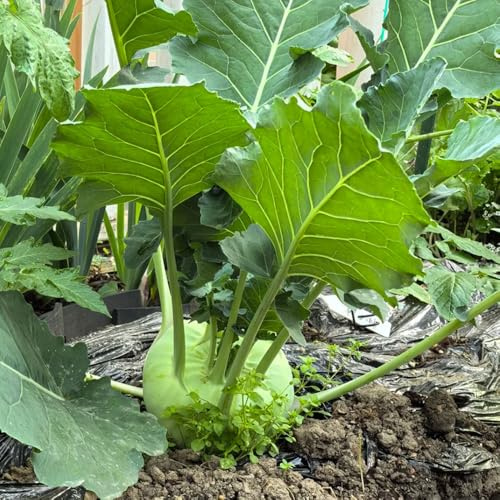 kohlrabi biosaatgut kräutersamen gemüsepflanzen kräuterpflanzen grünpflanzen heilkräuter pflanzendeko wildkräuter zimmerbonsai bonsai kräutergarten balkon gemüsesamen alte sorten 500samen