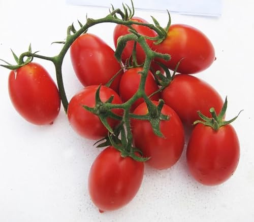 La Rosa semi orto di Pomodoro Fiaschetto (1 confezione)