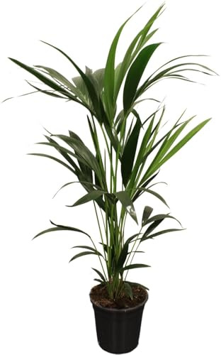 Howea Forsteriana - Kentiapalme - 90-100cm - Ø21cm - Zimmerpflanze - Immergrün