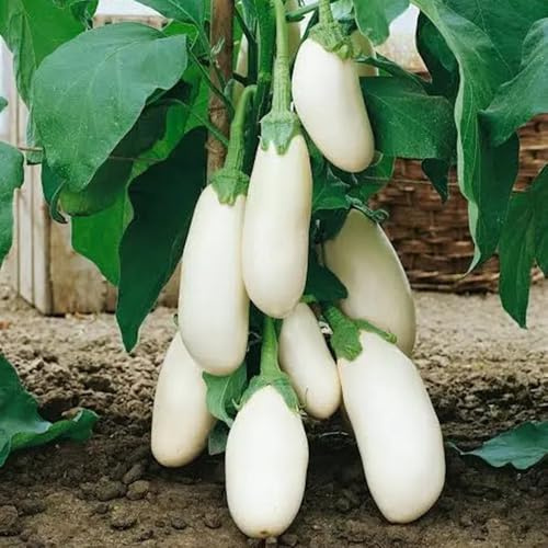 semillas de berenjena orgánicas - jardín de rocas resistentes interior exóticas variedades de 55pcs
