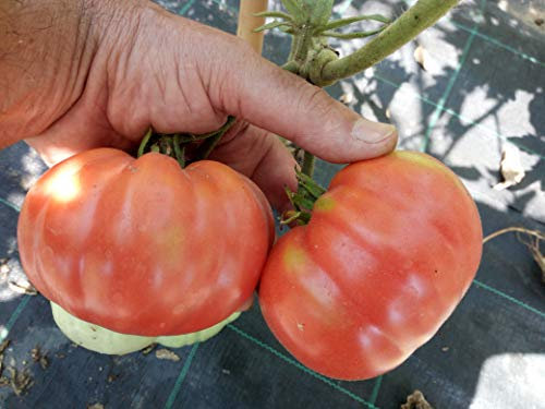 SEMI POMODORO BELMONTE