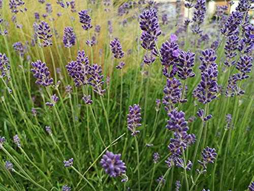 deutscher Lavendel Samen, mehrjährig & winterharte Staude, blauer Lavendelsamen für Lavendel Pflanzen (1.000 Samen)