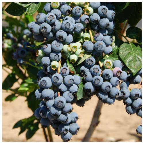 1 x Blueberry 'Herbert' Fruit Bush in 9cm Pot, Very Tasty Edible Berries