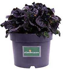 Pianta di Bugola Pianta di Ajuga Reptans Pianta di Erba di San Lorenzo pianta da esterno pianta tappezzante pianta ornamentale pianta vera venduta da eGarden.store (Ajuga Reptans Black Scallop)