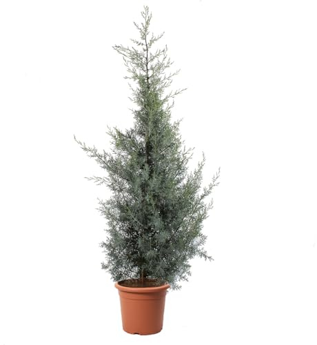 KENTIS - Cupressus Arizonica Fastigiata Glauca – Cipresso Azzurro - Piante Vere da Esterno da Siepe Sempreverdi - Giardino - H 125/150 cm Vaso Ø 24 cm