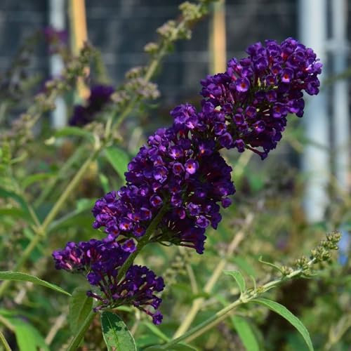Pianta vera di Buddleja davidii Black Knight - Diametro Vaso Ø 24 cm