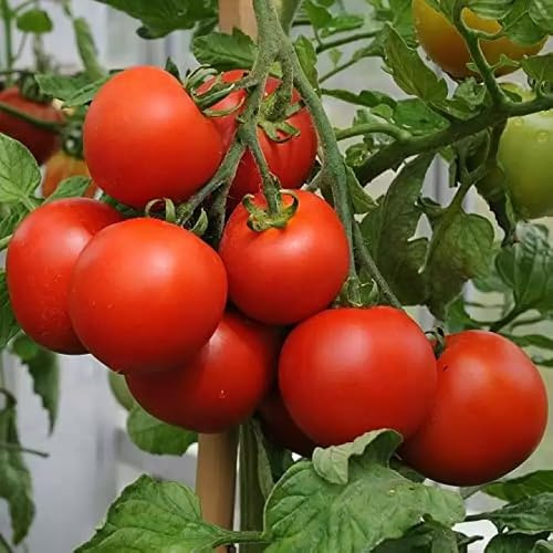 New Fresh Tomato Vegetable Seeds 100pcs red
