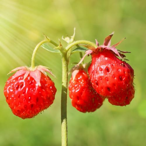 Semillas de fresa mensuale, semillas de jardín Fragaria vesca, fresas silvestres, raras huerta columnar semillas de fresa exóticas 150pcs