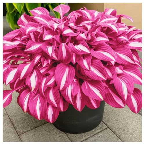 Mehrjährige Blumenzwiebel ist winterhart, Blumenzwiebel Mix, Winterhart zwiebeln, Winterhart pflanzen, Mysteriöse magische Glühbirne-4 Pflanzen Funken Hosta Rhizom