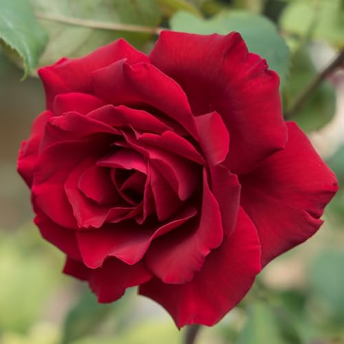 YouGarden Harkness Roses James' Rose, Established Plant in 3-4 Litre Pot, Ready to Plant Patio Bush Rose with Bright Red Flowers, For Fragrant Garden Roses in Pots, Beds, or Borders