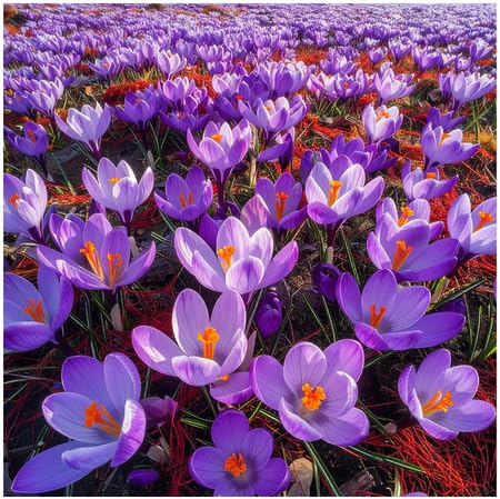 Großes Set Krokus Krokusse Safran Crocus Sativus 10 50 100 Stk. Blumenzwiebeln Zwiebeln Winterhart Mehrjährig (100)