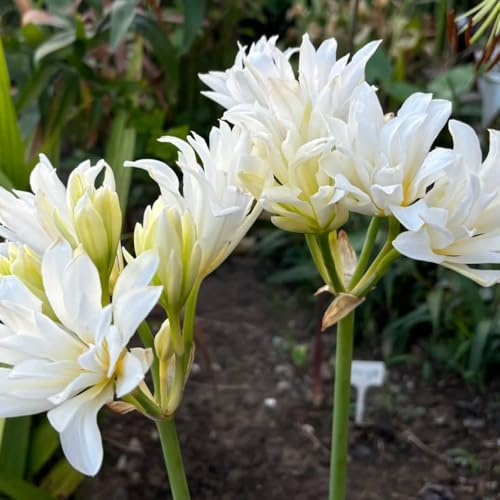 giglio ragno, gigli ragno, lycoris - di giglio, Lycoris radiata selvatici balcone giardino di primaverili regalare Coltivare giardino su un 20bulbi