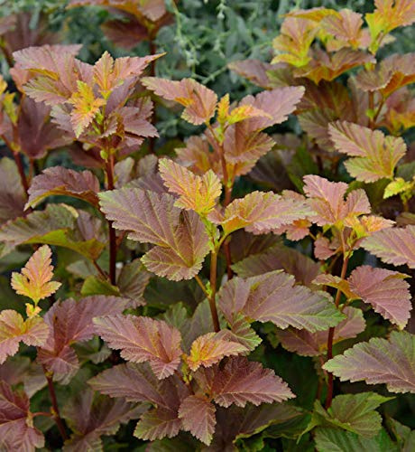 Blasenspiere Amber Jubilee® 60-80cm - Physocarpus opulifolius - lebende Gartenpflanze aus den Baumschulen