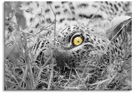 Pixxprint Glasbild, Wandbild aus Echtglas, aufmerksamer liegender Leopard, 60x40 cm, inkl. Aufhängung und Abstandshalter