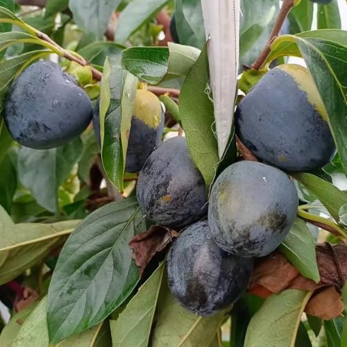 caqui negro - enanos de interior exóticas semillas de semillas orgánicas en espaldera en perennes resistentes balcón 150pcs