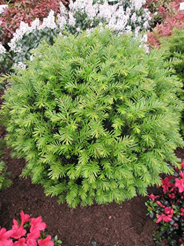 Garteneibe Renkes Kleiner Grüner ® - Taxus baccata - 30-40cm