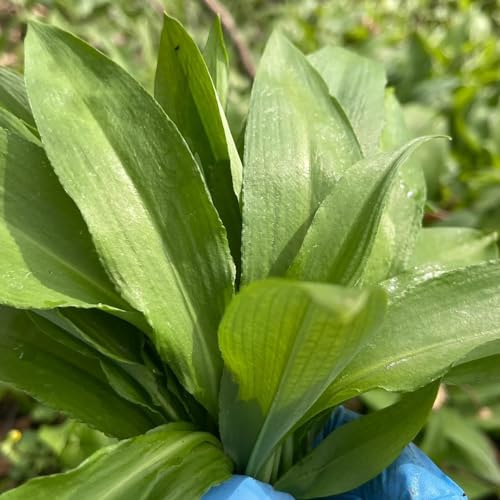 ajo silvestre - semillas de ajo silvestre orgánicas cubrir el suelo Semillas de hortalizas y medicinales balcón Jardín cubrir el suelo en balcón 225semillas