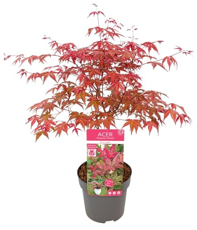 Acer palmatum Fächerahorn Japanischer Ahorn 50–70 cm Zierahorn für Garten und Terrasse 17cm Topf (1, 'Atropurpureum')