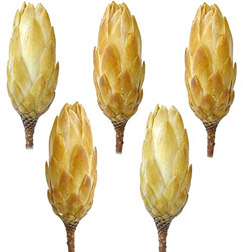 Protea Trockenblumen natur hell gebleicht - 5er Set echte afrikanische Zuckerbüsche als getrocknete Naturdeko - Trockenpflanzen mit bunten Blüten als Boho Tisch-Deko zum Basteln