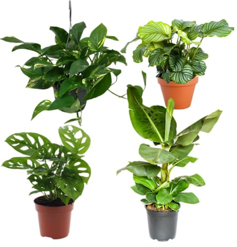“Exotica” Pflanzenset | 4er-Set | Musa, Calathea, Adansonii, Efeutute | ca. 25-50 cm | Ø 12-15 cm Topf | Exotische Zimmerpflanzen für Wohnung und Büro