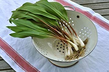 20 Wild Leek Seed,Ramp,Allium tricoccumBest Tasting Member Of The Onion Family