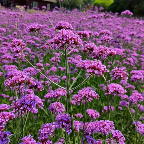 Semi di verbena, giardino semi di selvatiche Verbena officinalis, del giardino regali per giardinieri 500pcs