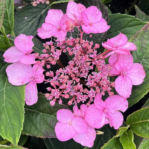 Hortensia Rosa en Maceta Lista para Plantar - Planta de Exterior para Jardín Resistente