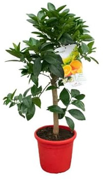 DECOALIVE Naranjo Árbol Frutal para Terraza y Jardín Naranjero