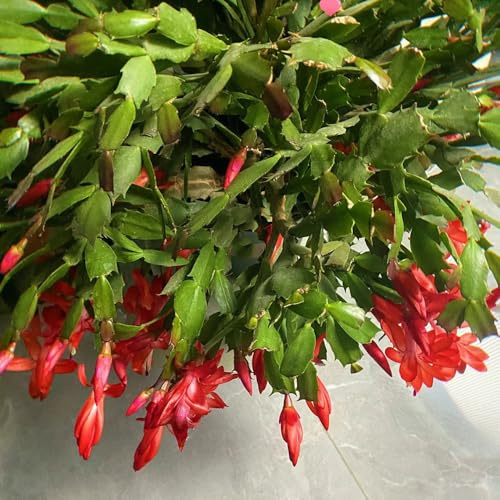 50 pz Semi di piante di cactus di Natale, vasi per piante da balcone Schlumbergera truncata, Vaso per piante Piante decorative Piante da giardino in vaso decorazione moderna del soggiorno