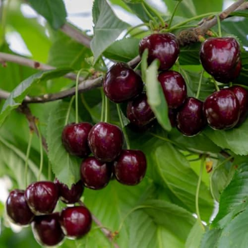 Süßkirsche Regina - Obstbaum 80-140 cm, Aromatische Süße Früchte, Winterharter, Wurzelnackte Obstbaume, Kirsche, Prunus avium, Mehrjährig, Ideal für Garten & Obstwiese