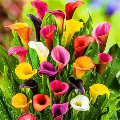 Calla Lily Bulbs-Calla Lily Bulbs for Planting Now UK,Garden Flowers,Plant Bulbs,Wedding Flowers,Hardy Perennial-2bulbs-b