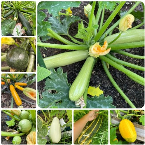 semi di zucchina biologici di d'appartamento, balcone per zucchine rampicanti vecchi, invernali, 150pcs