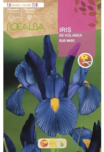 Iris de Holanda Blue Magic, Azul Intenso. Blister 10 bulbos, Claibre 7/8