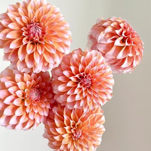 dahlienknollen winterhart mehrjährig, Dahlia, blumenzwiebel balkonpflanzen stauden topfpflanzen draußen 1pcs