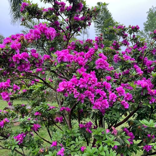 Semi di azalea, resistenti rododendro giardino sul balcone decorazioni giardino per esterni d'appartamento esotiche rampicanti balcone 40pcs